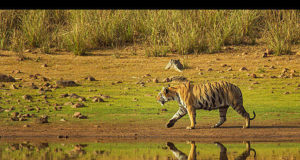 Bandhavgarh National Park For Tigers And Safari