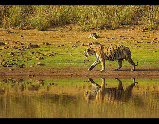 Bandhavgarh National Park For Tigers And Safari