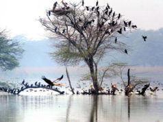 Sultanpur Bird Sanctuary, Gurgaon