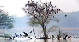 Sultanpur Bird Sanctuary, Gurgaon