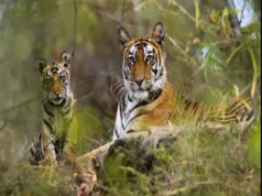 Sundarban National Park