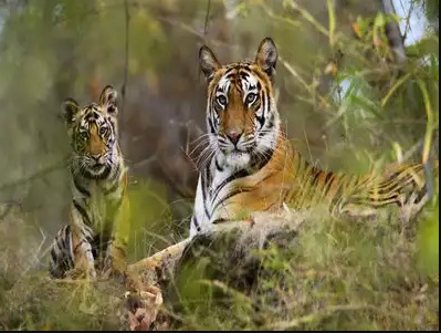 Sundarban National Park