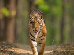 tiger_in_panna_national_park