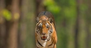 tiger_in_panna_national_park