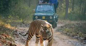 Dudhwa Tiger Reserve