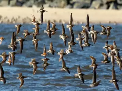 Okhla Birds