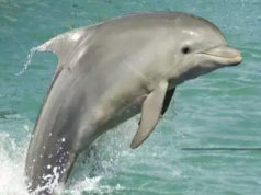 dolphin