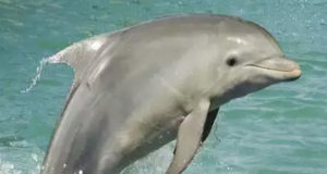 dolphin