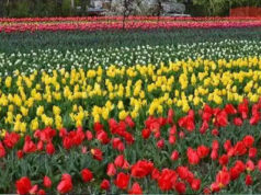 Tulip Festival