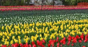 Tulip Festival