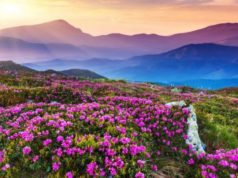 Valley of Flowers