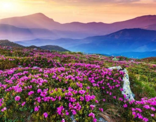 Valley of Flowers